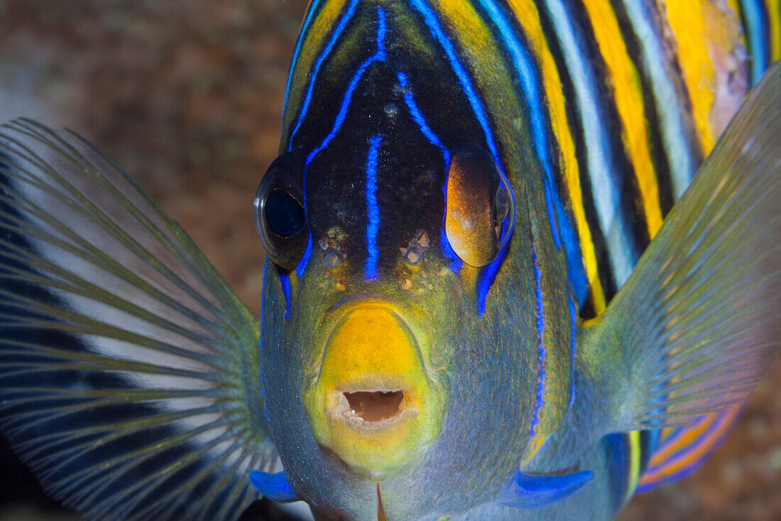 Pfauenaugen-Kaiserfisch, Pygoplites diacanthus, Raja Ampat, West Papua, Indonesien