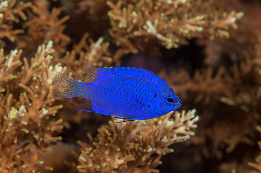 Saphir Demoiselle, Chrysiptera cyanea, Raja Ampat, West Papua, Indonesien