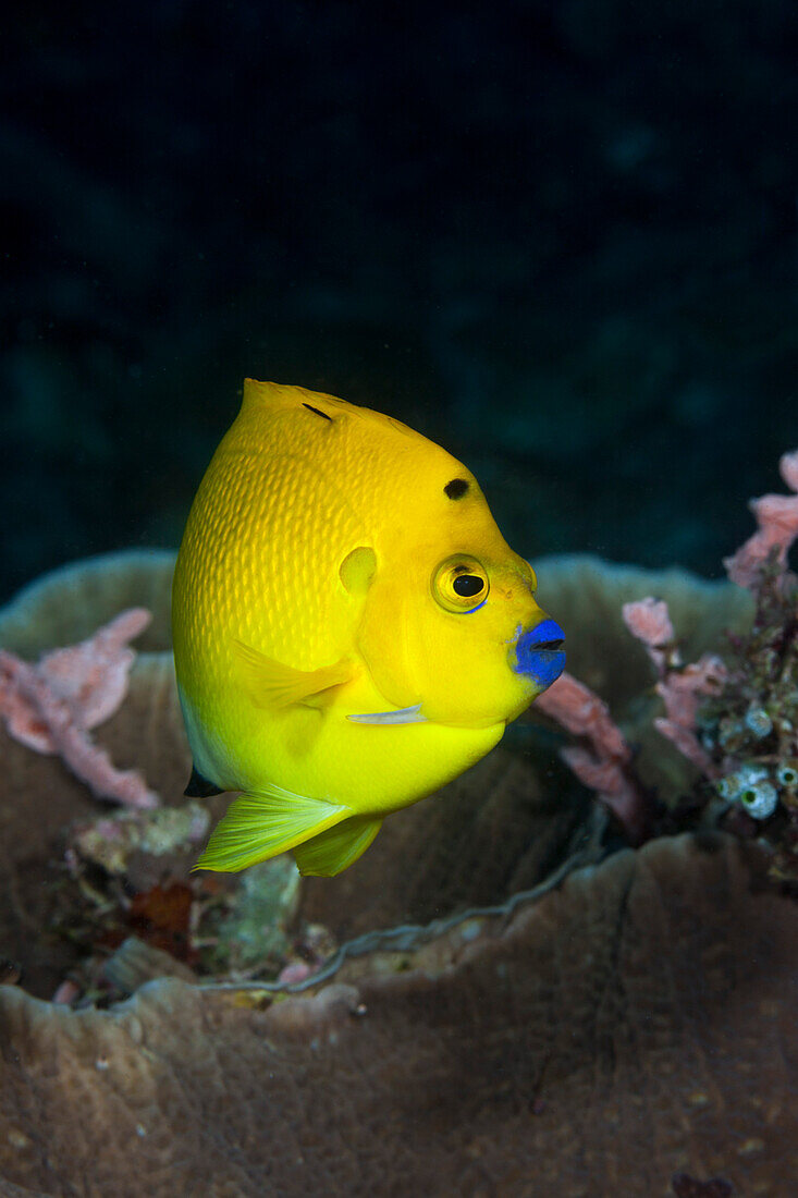 Gelber Dreipunkt-Kaiserfisch, apolemichthys trimaculatus, Raja Ampat, West Papua, Indonesien