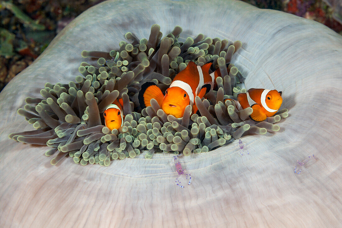 Orange-Ringel-Anemonenfische in Prachtanemone, Amphiprion ocellaris, Raja Ampat, West Papua, Indonesien