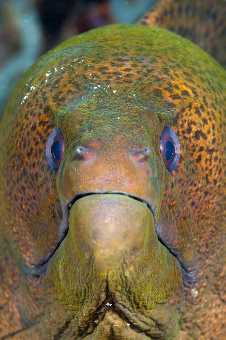 Giant moray, Gymnothorax javanicus, Raja Ampat, West Papua, Indonesia