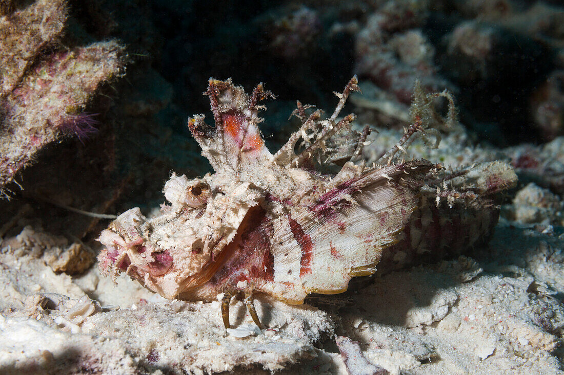 Teufels-Skorpionfisch, Inimicus caledonicus, Raja Ampat, West Papua, Indonesien