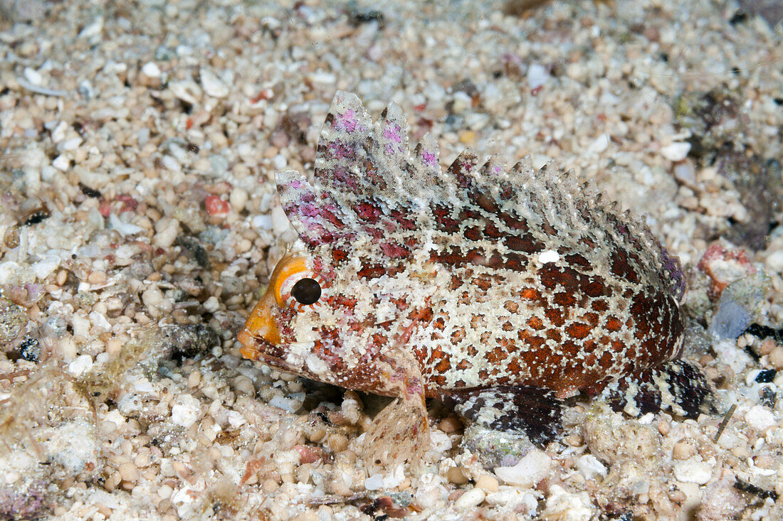 Long-rayed Frontfin, Paracentropogon longispinis, Raja Ampat, West Papua, Indonesia