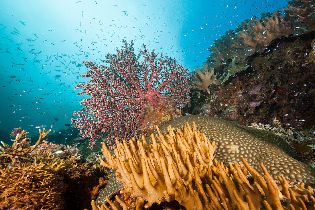 Colorful Coral Reef, Raja Ampat, West Papua, Indonesia