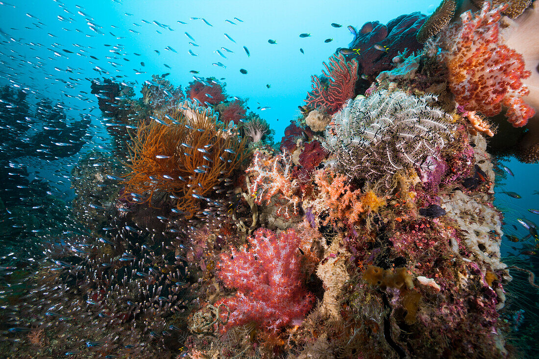 Biodiverse coral reef, Raja Ampat, West Papua, Indonesia