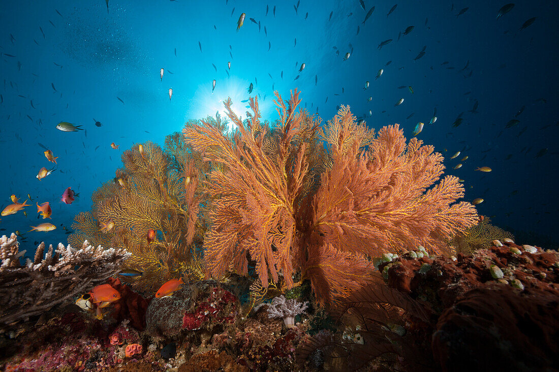 Colorful Coral Reef, Raja Ampat, West Papua, Indonesia