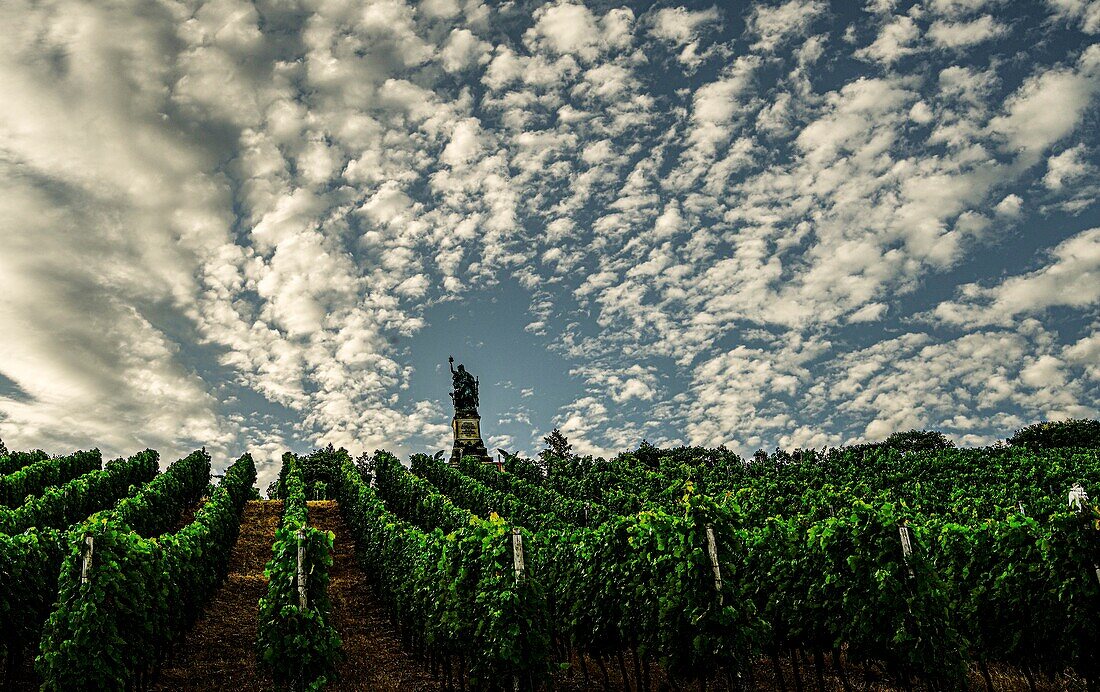 Blick im Abendlicht über einen Weinberg zum Niederwalddenkmal, Rüdesheim, Oberes Mittelrheintal, Hessen, Deutschland