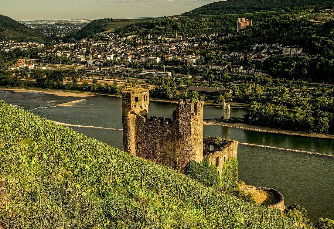 Blick über einen Rüdesheimer Weinberg auf die Burgruine Ehrenfels und den Mäuseturm, im Hintergrund der Binger Stadtteil Bingerbrück, Oberes Mittelrheintal, Hessen und Rheinland-Pfalz, Deutschland