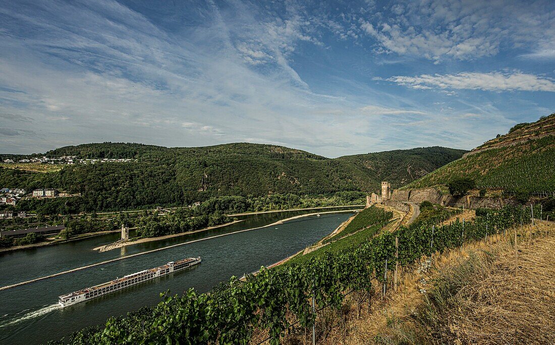 View over vineyards to a hotel ship on the Rhine, to the Mouse Tower and the ruins of Ehrenfels Castle, Bingen and Rüdesheim, Upper Middle Rhine Valley, Hesse and Rhineland-Palatinate, Germany