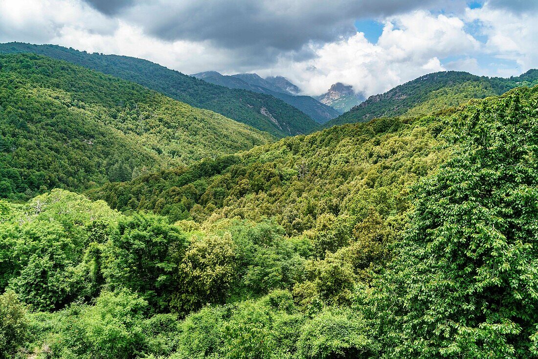 gruene Landschaft in den Bergen Korsika, D84 Richtung Porto, Frankreich, Europa