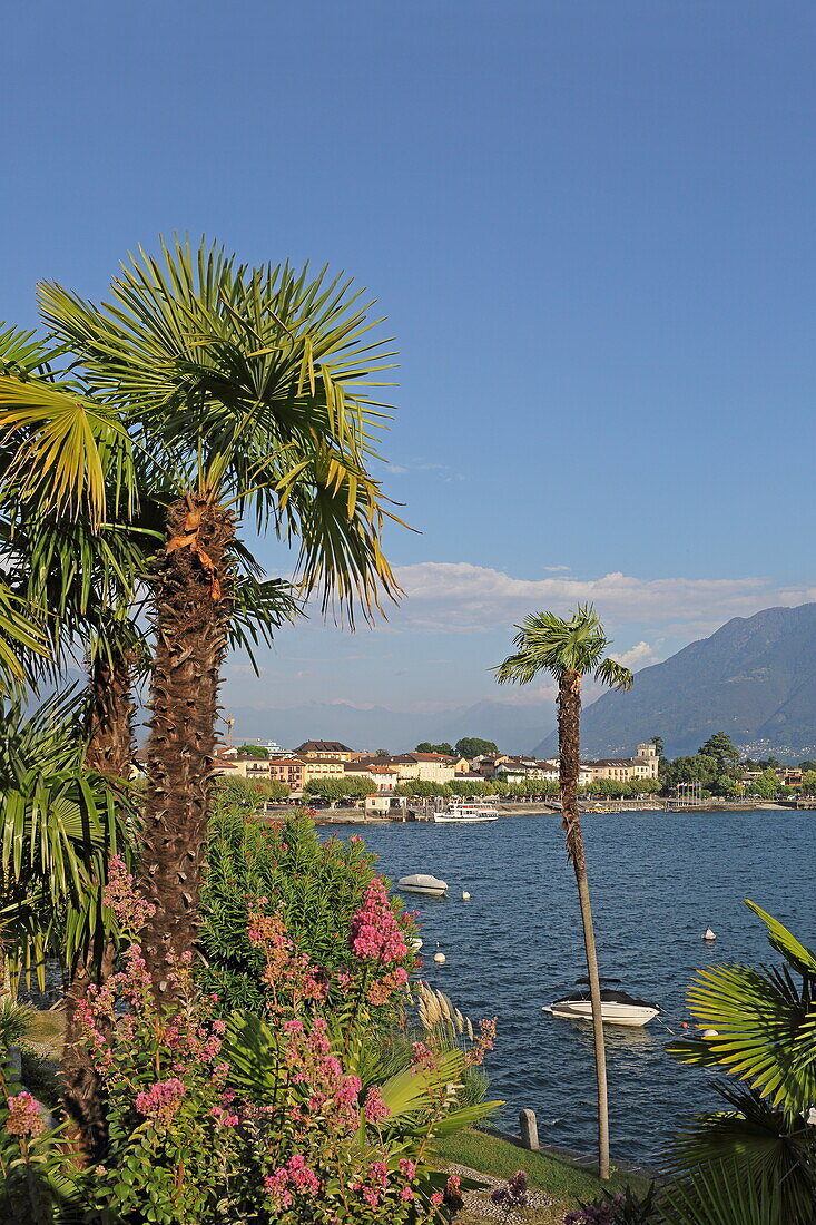 Palm garden on the lake shore and view of Ascona, Lake Maggiore, Ticino, Switzerland