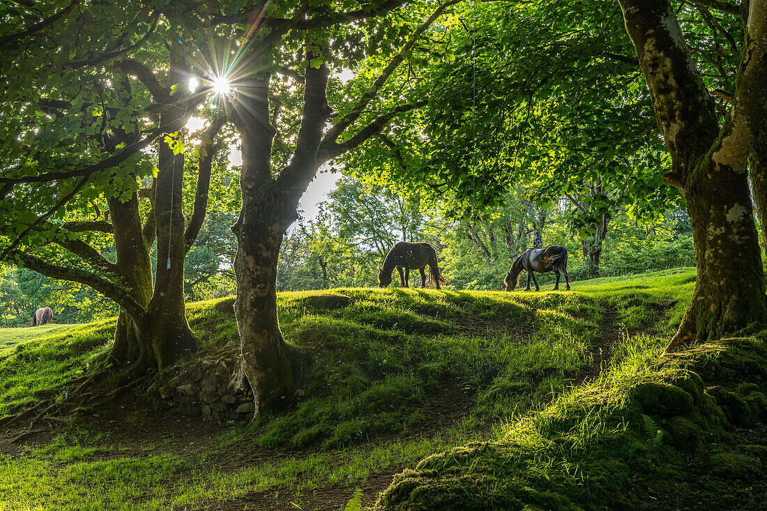 Horses in a clearing in the woods, Dartmoor, Devon, England, Great Britain, Europe