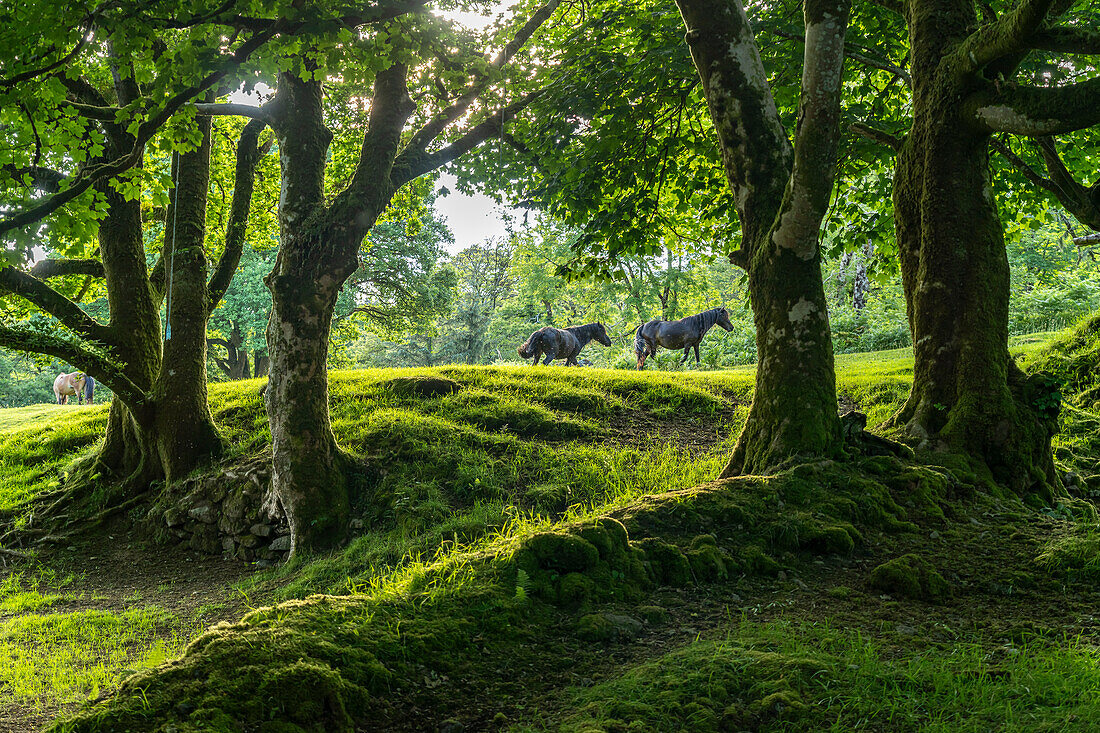 Pferde auf einer Lichtung im Wald, Dartmoor, Devon, England, Großbritannien, Europa  