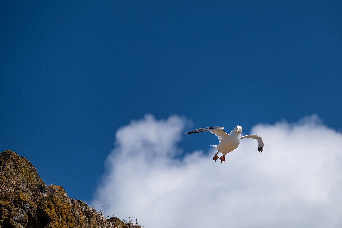 Blick auf eine gewöhnliche Möwe (Larus Canus) im Flug, Dunbar, East Lothian, Schottland, Großbritannien