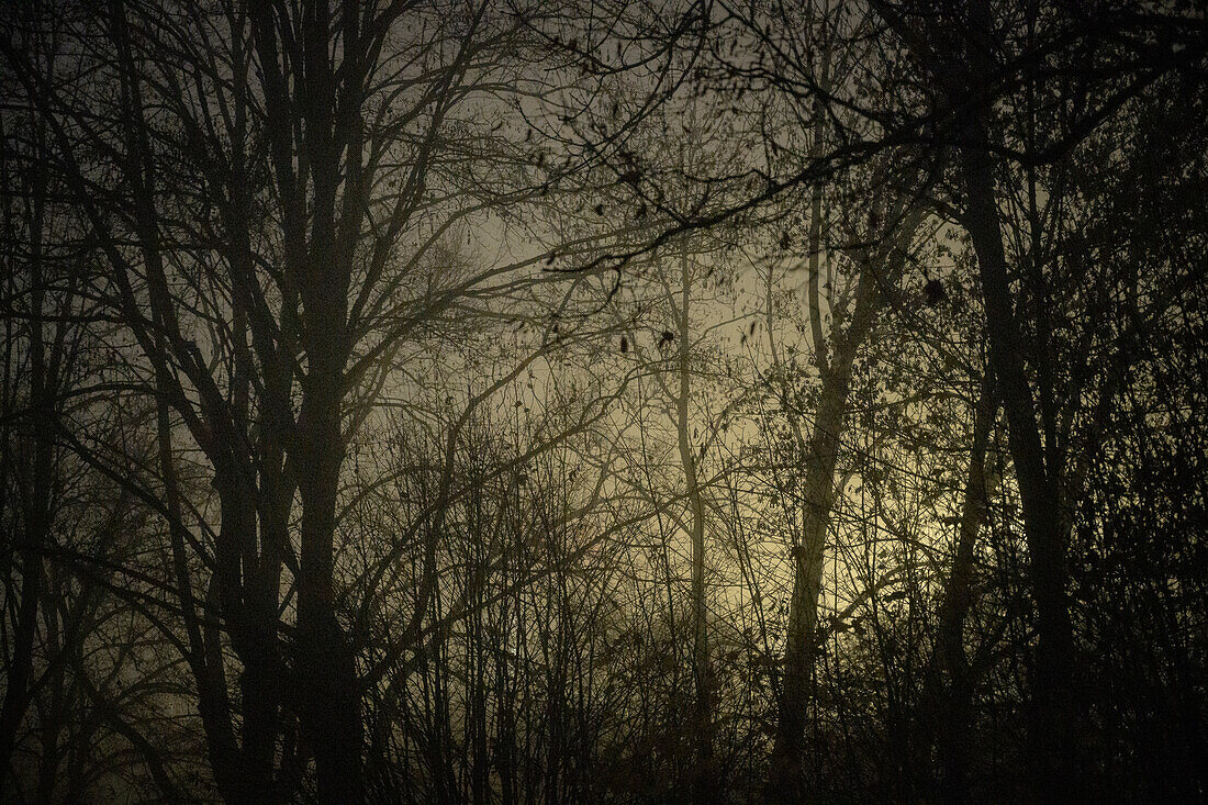 foggy and gloomy mood, Neu-Ulm, administrative district of Swabia, Bavaria, Germany, Europe