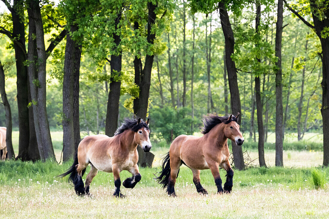 Horses in a pasture