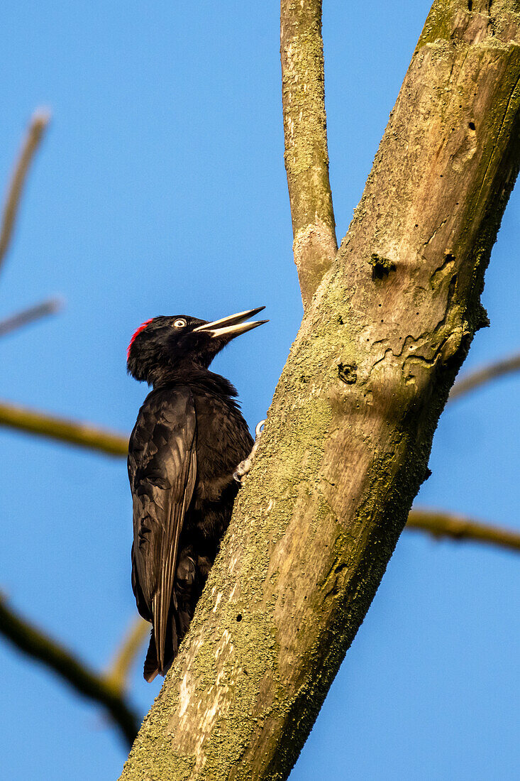 Schwarzspecht (Dryocopus martius) an einem toten Baum, Norddeutschland, Deutschland