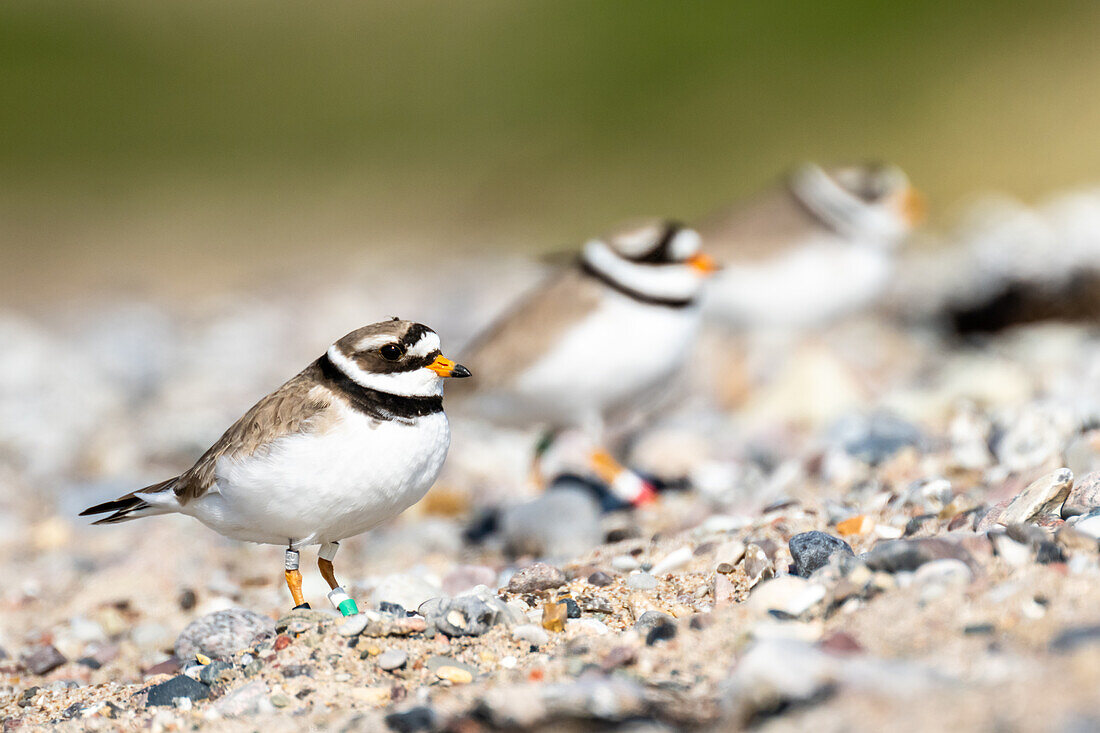 Three ringed plovers (Charadrius hiaticula) on a beach on the Baltic Sea, Ostholstein, Germany