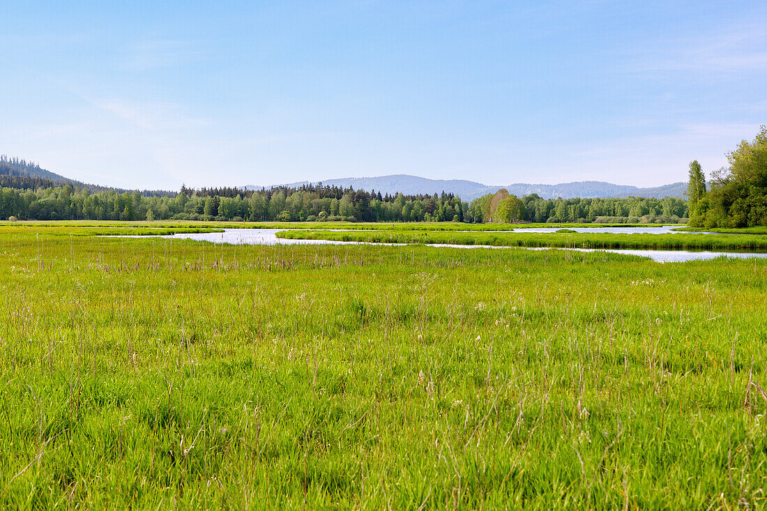 Flussmäander der Moldau im Moldautal bei Novà Pec im Böhmerwald, Tschechien