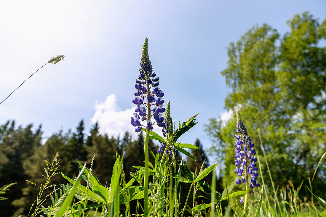 Meadow landscape with lupins in the Vltava Valley near Nová Pec in the Bohemian Forest in the Czech Republic