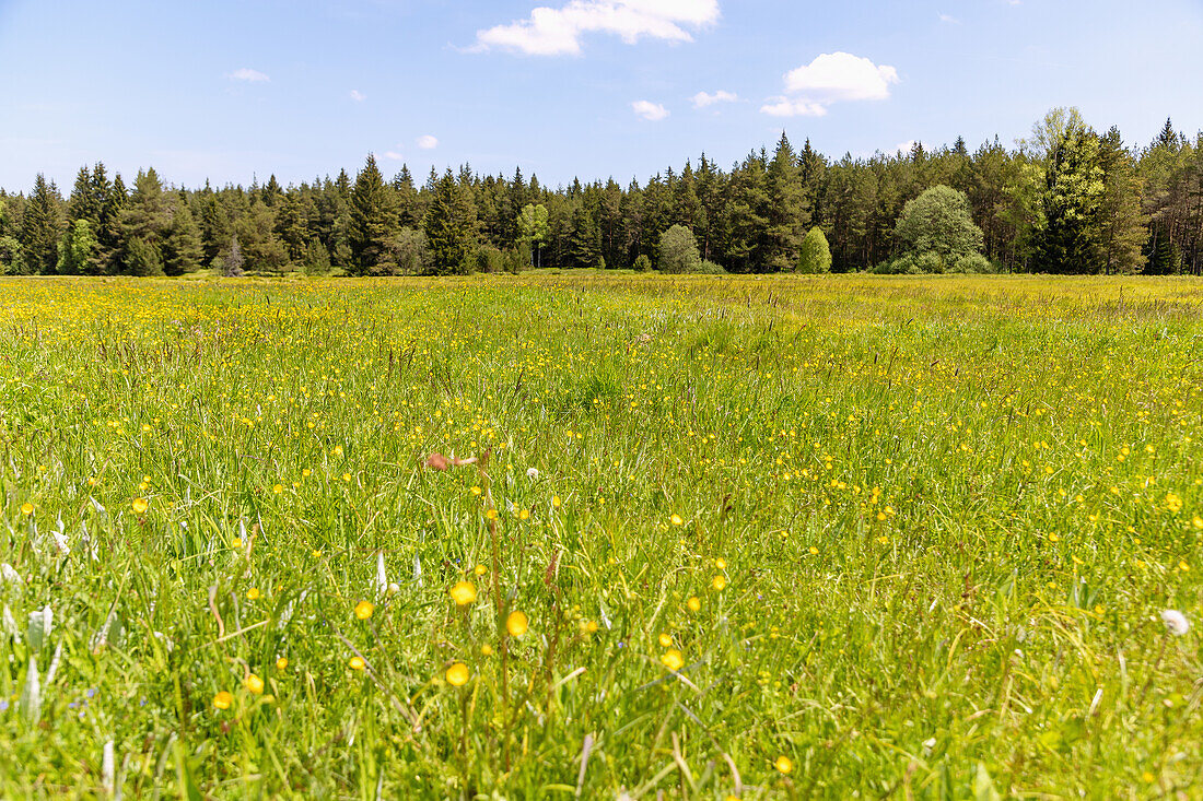 Wiesenlandschaft bei Prášily im Nationalpark Šumava im Böhmerwald, Tschechien