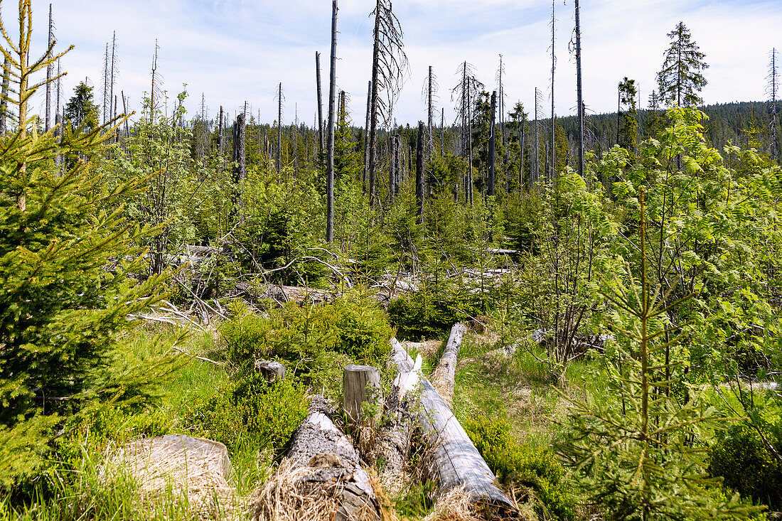 Forest landscape with dead trees near Kvilda in the Šumava National Park in the Bohemian Forest in the Czech Republic