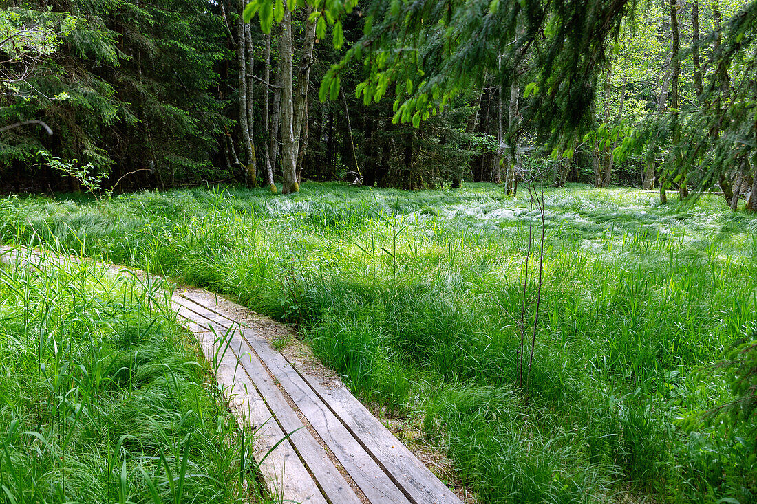 Moorlandschaft mit Großseggenried im Moldautal bei Stožec im Nationalpark Šumava im Böhmerwald, Tschechien