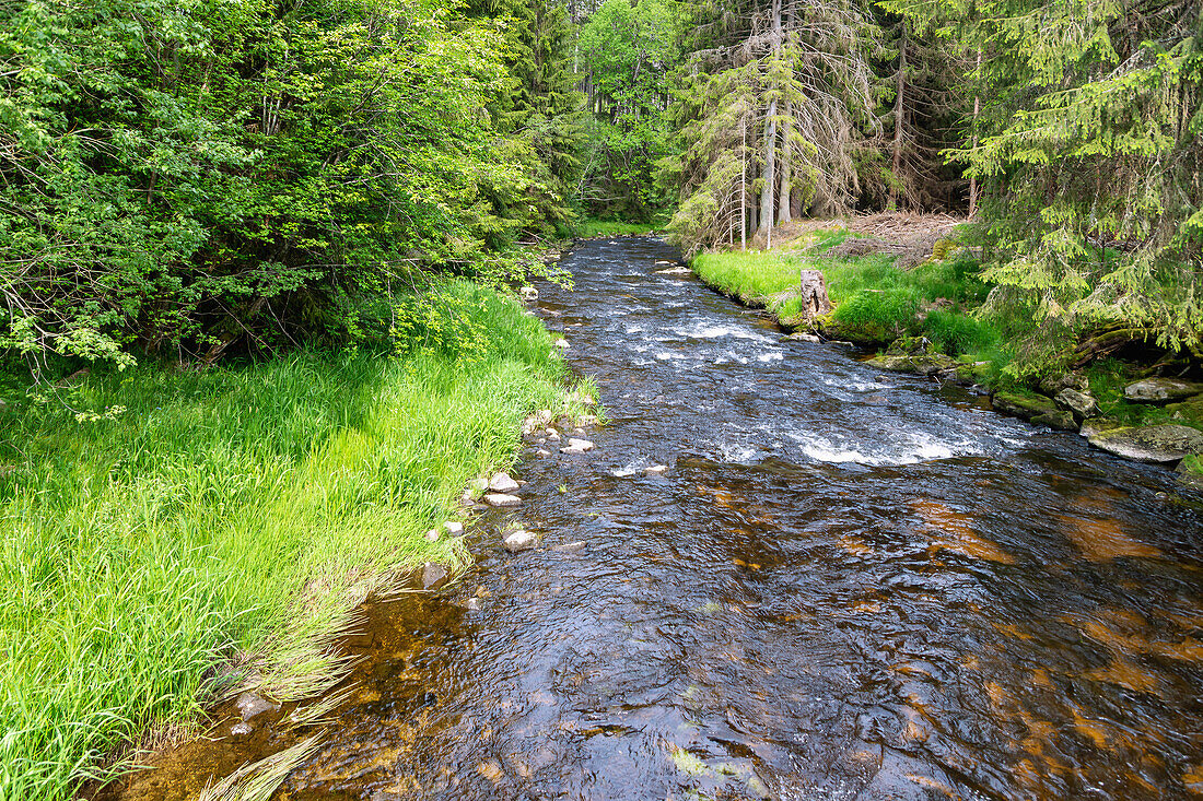 Cold Vltava in the Moldau Valley near Stožec in the Šumava National Park in the Bohemian Forest in the Czech Republic