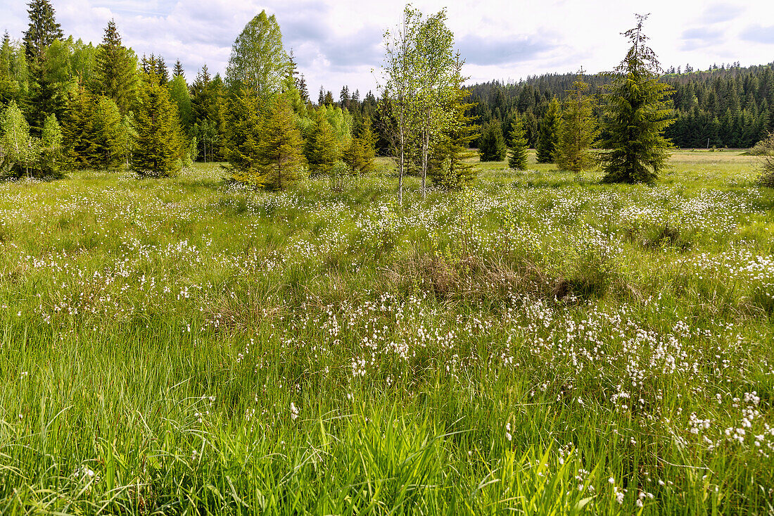 Moorlandschaft mit Alpenwollgras im Moldautal bei Stožec im Nationalpark Šumava im Böhmerwald, Tschechien