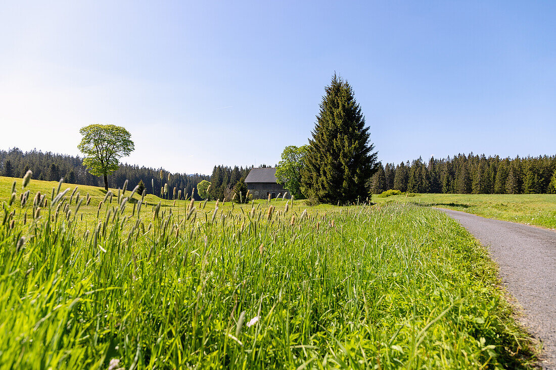 Cycle path through meadows in the Šumava biosphere reserve near Nový Brunst near Železná Ruda in the Bohemian Forest in the Czech Republic