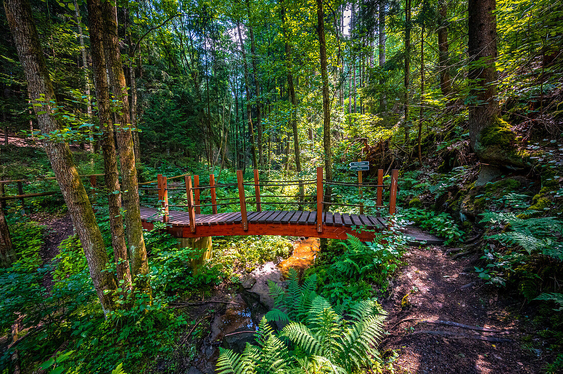 Stream and wooden bridge in the forest at Nossengrund in summer, Stadtroda, Thuringia, Germany
