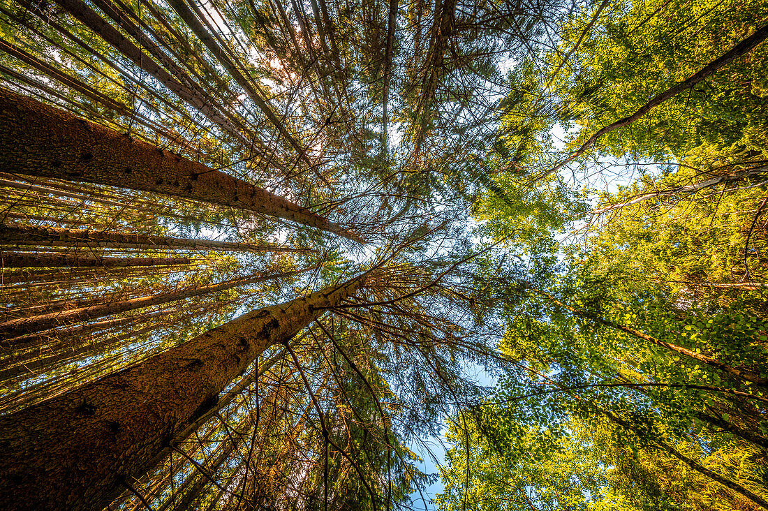 Conifers and deciduous trees in summer in the forest at Nossengrund, Stadtroda, Thuringia, Germany