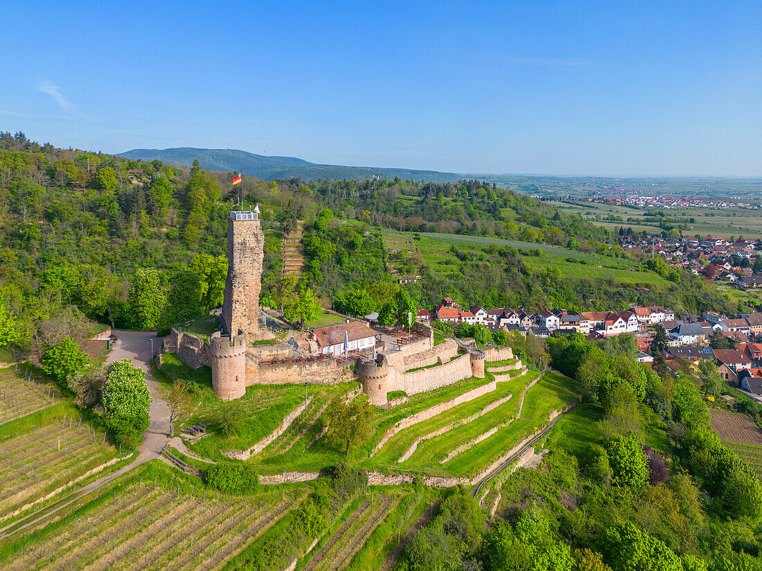 Wachtenburg ruins in Wachenheim near Bad Dürkheim, Haardt, Southern Wine Route, Wachenheim an der Weinstrasse, German Wine Route, Palatinate Forest, Rhineland-Palatinate Germany