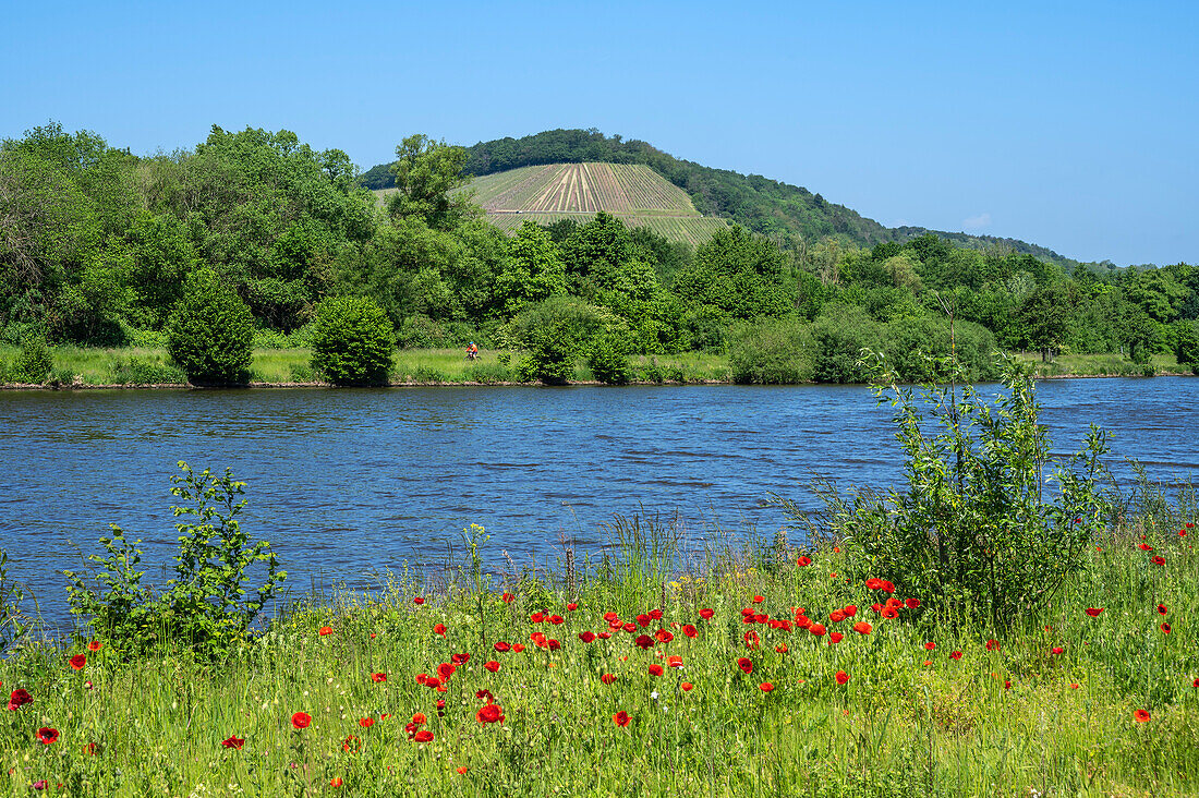 Weinberg Ayler Kupp, Saartal, bei Saarburg an der Saar, Rheinland-Pfalz, Deutschland