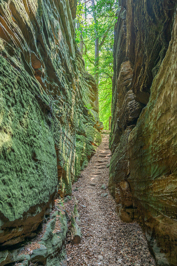 Felsen der 'Grünen Hölle' bei Bollendorf an der Sauer, Sauertal, Bollendorf, Eifel, Rheinland-Pfalz, Deutschland