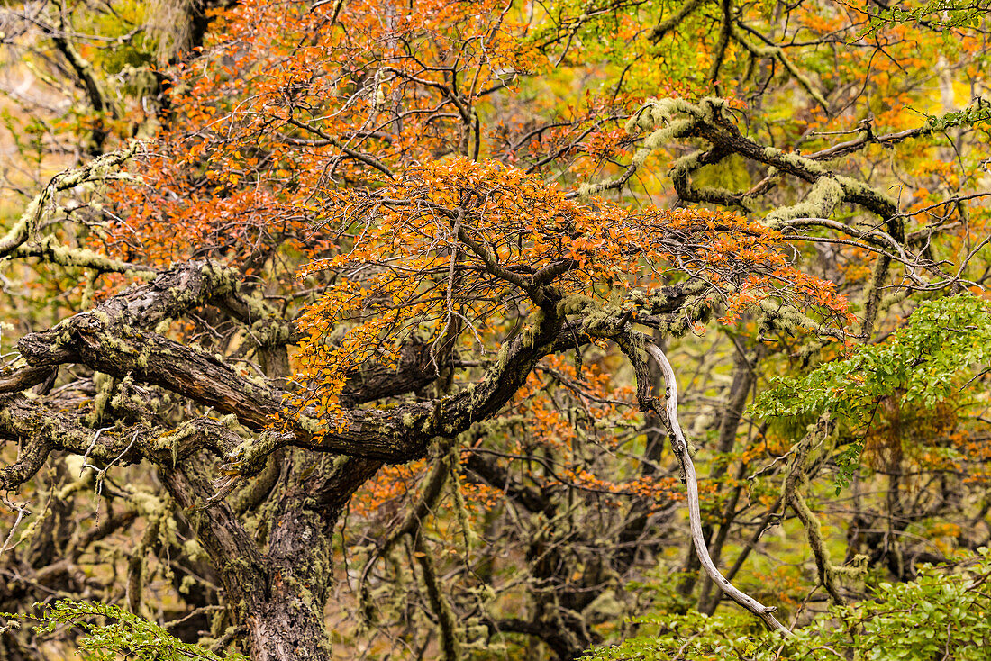 Laubbäume und Blätter in herbstlichen Farben im Südbuchenwald im südlichen Patagonien, Chile, Südamerika