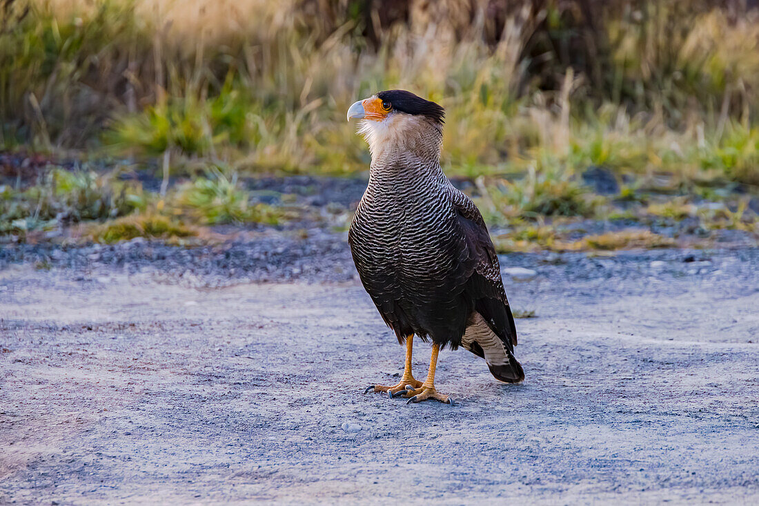 A caracara with a distinctive orange beak isolated on a field edge, Chile, Patagonia, South America