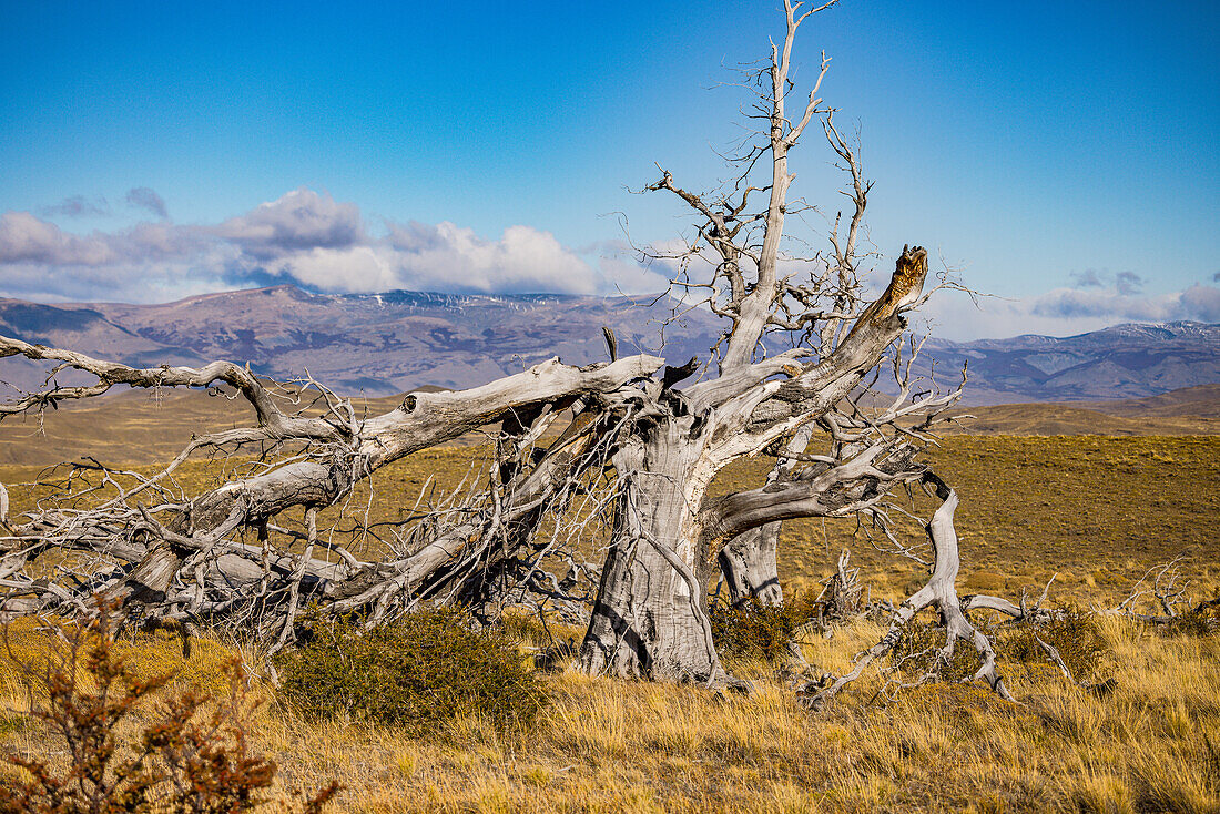 A prominent dead tree in the pampas of southern Patagonia, Chile, South America