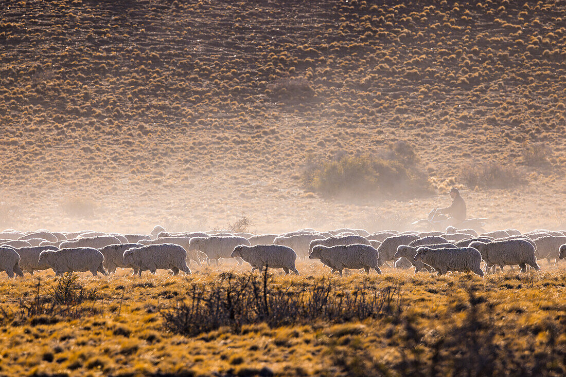 A gaucho on a motorcycle drives a herd of sheep together on an estancia against the light, Argentina, Patagonia