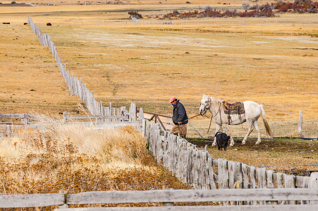 A Chilean gaucho with a horse and dog closing a gate at an estancia farm, Patagonia, South America