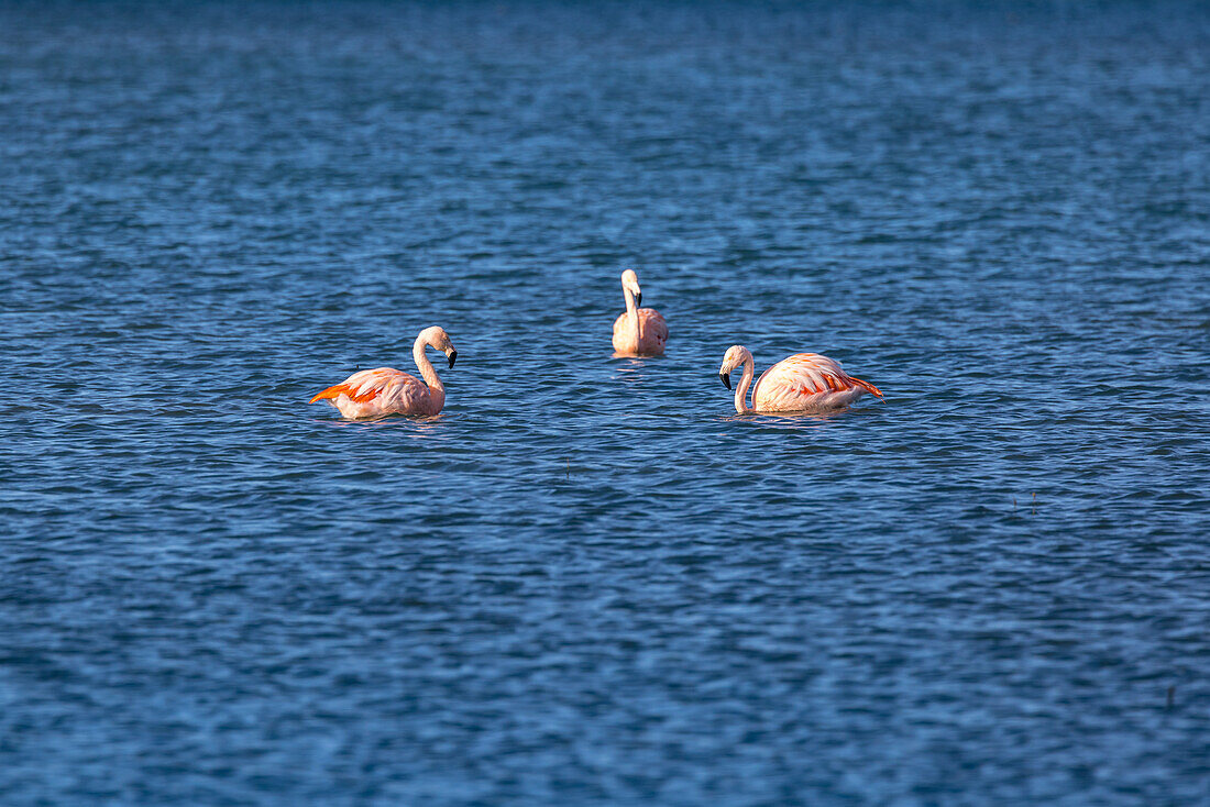 Drei Flamingos bilden im Lago Argentino vor der Ortschaft El Calafate im Süden von Argentinien eine Formation, Patagonien