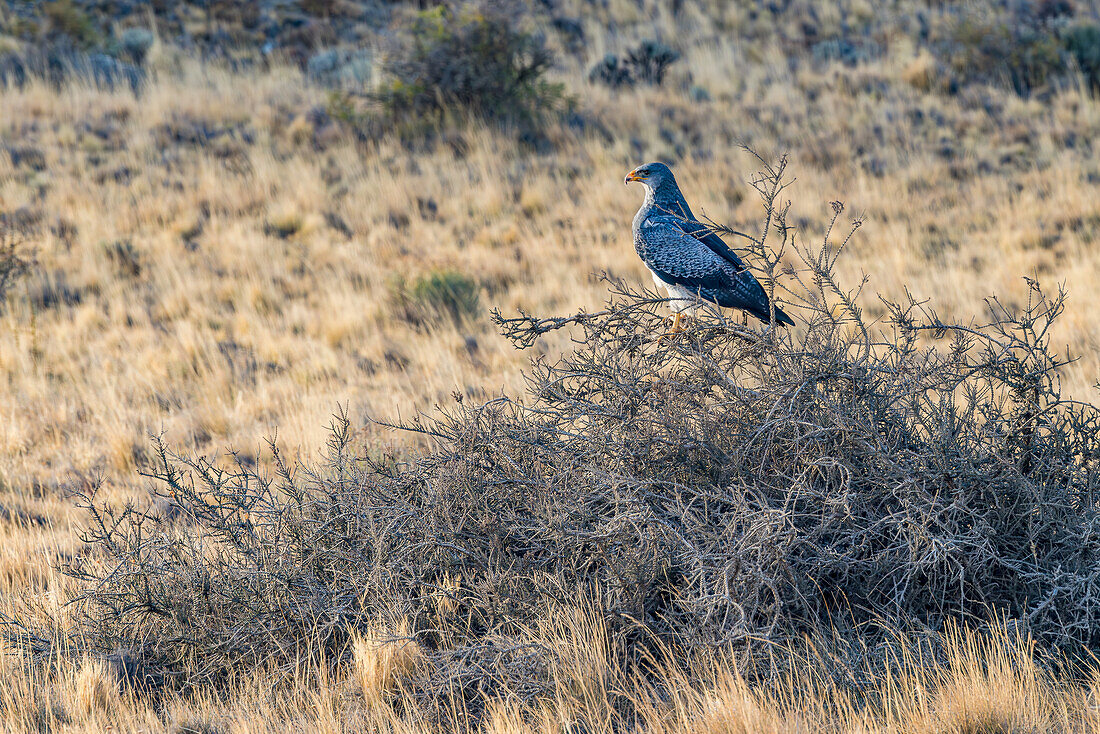 An aguja or blue hawk perched on a bush looking out for prey, grassy landscape in the pampas of Argentina, Patagonia, South America