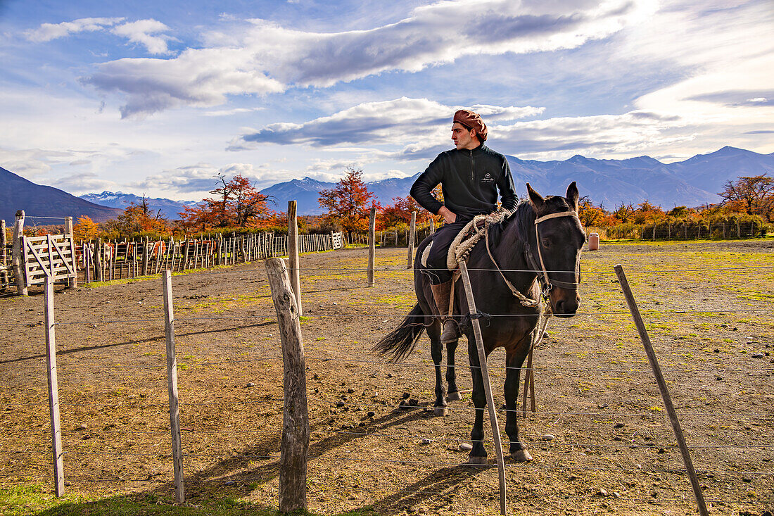 Ein Gaucho Cowboy zu Pferd vor farbigen Bäumen im Herbst auf einer Ranch in Argentinien, Patagonien, Südamerika