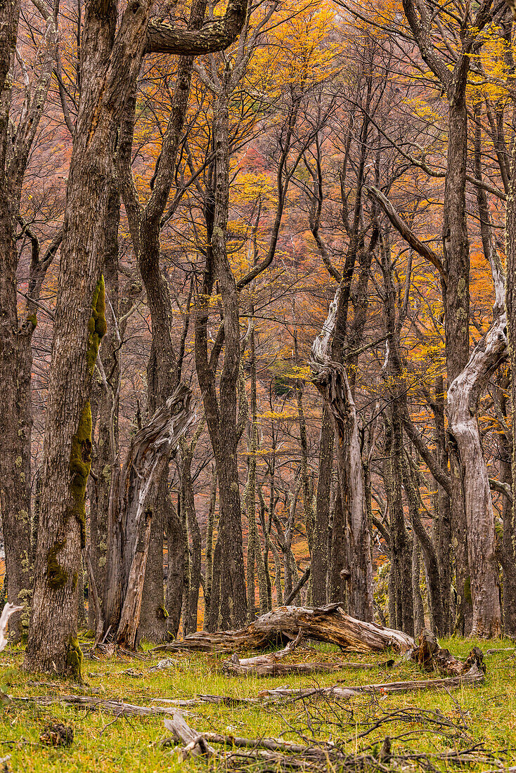 Impenetrable jungle in autumn colors in a mountain landscape near El Chalten, Argentina, Patagonia, South America