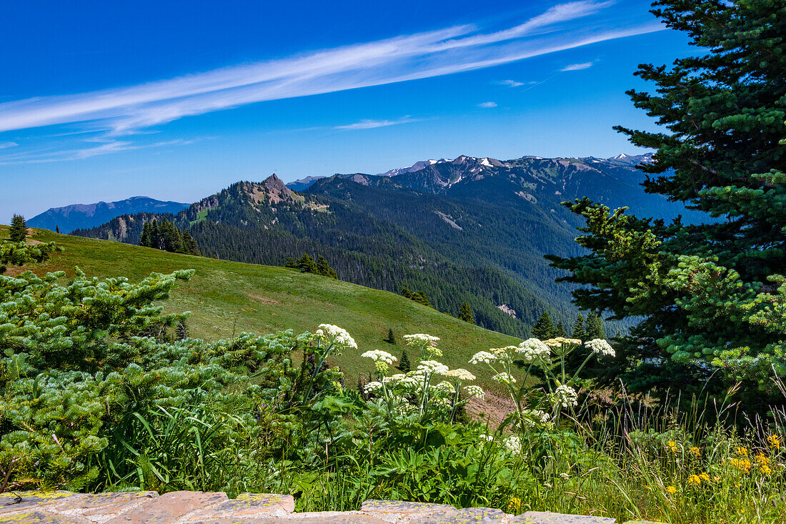 Wildblumen und Ausblicke entlang des Hurricane Ridge Trail, Olympic National Park, Washington, USA