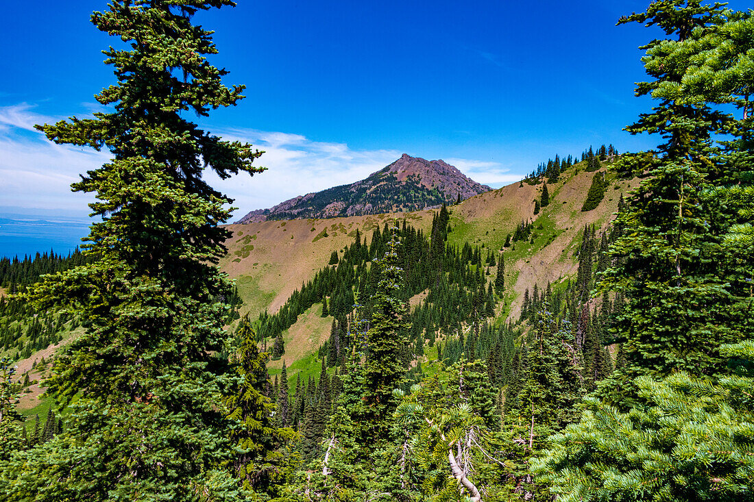 Vegetation und Ausblicke entlang des Hurricane Ridge Trail, Olympic National Park, Washington, USA