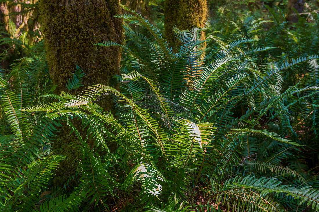 Farne im dichten Regenwald entlang des Marymere Falls Trail, Olympic National Park, Washington, USA