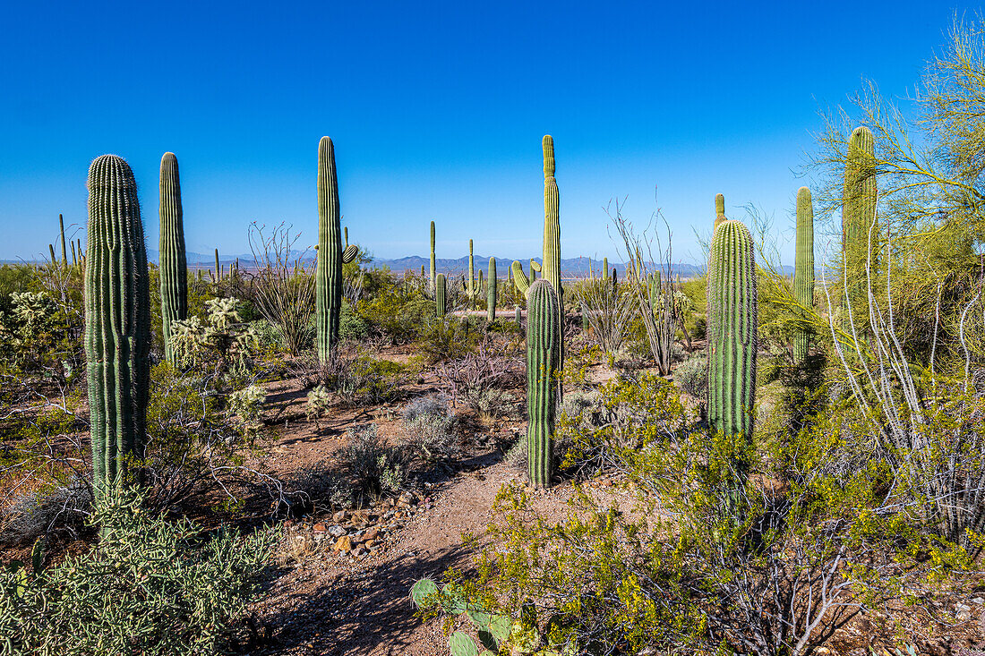 Saguaro-Kaktus (Carnegiea gigantea) in der Wüste, im Saguaro-Nationalpark, Arizona, USA