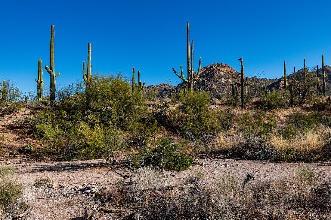 Saguaro-Kaktus (Carnegiea gigantea) in der Wüste, im Saguaro-Nationalpark, Arizona, USA