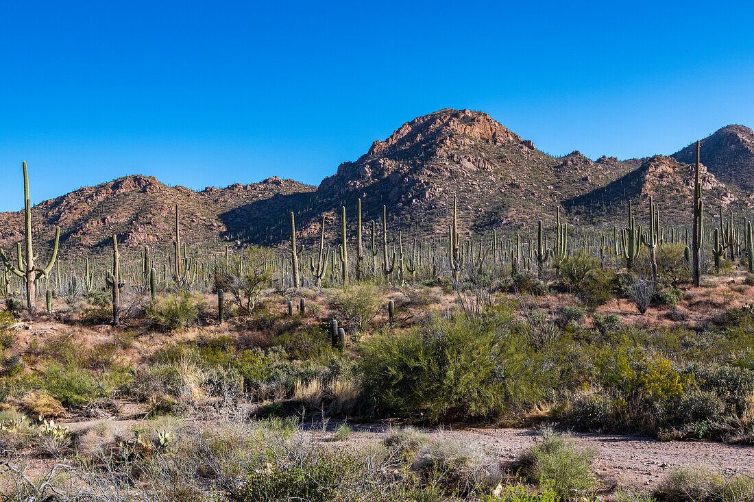 Beautiful Saguaro Cactus against the brilliant blue sky in Saguaro National Park